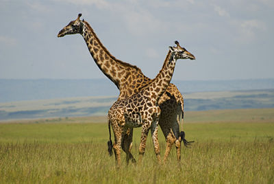 Africa Giraffes Masai Mara Kenya