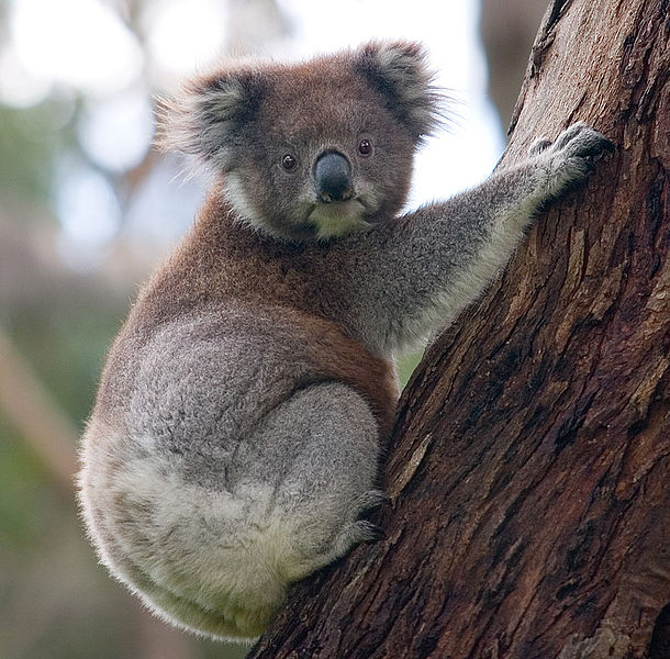 Koala australia