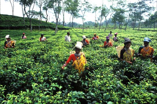 Bangladesh farmers