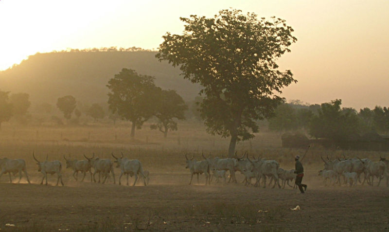 Fulani herd Cameroon