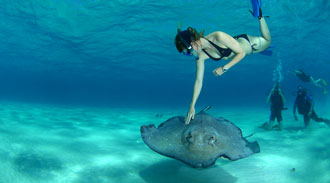 cayman islands stingray diving