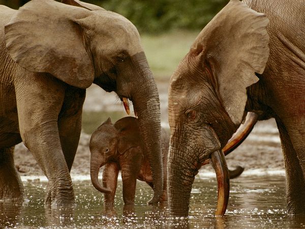 central african republic elephants
