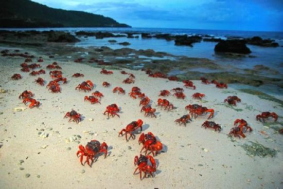 crabs christmas island