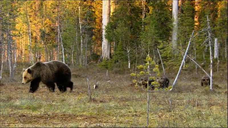 Bear Finland