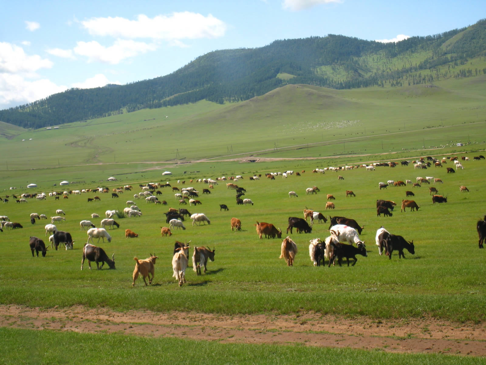 mongolia 3 million people 40 million animals