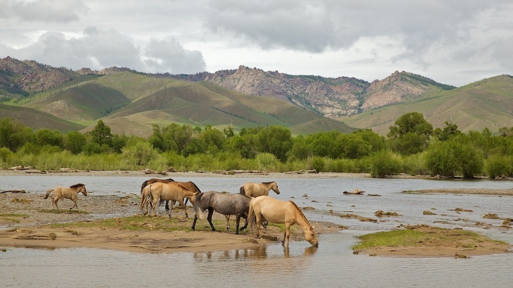 Mongolia Ponies