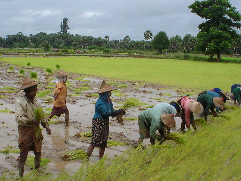 Myanmar agriculture