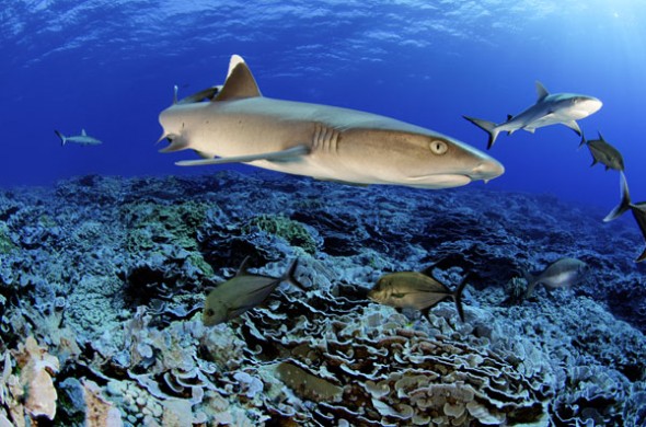 shark Pitcairn Islands