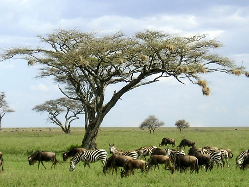 serengeti Tanzania