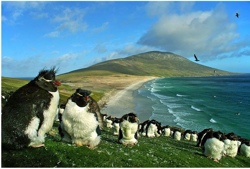 falkland islands penguins