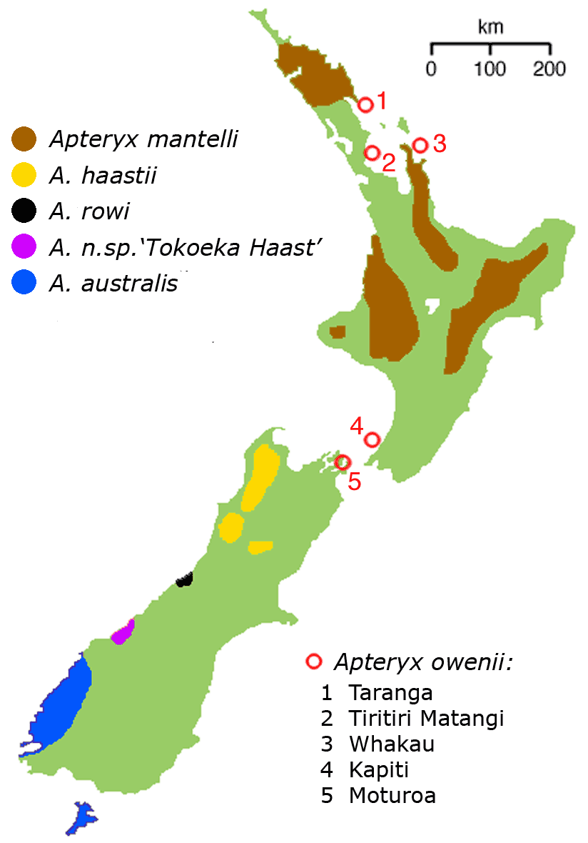 new zealand kiwi map